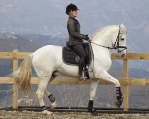 Me dressage stallion