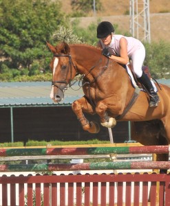 Me show jumping gelding by Baloubet de Rouet