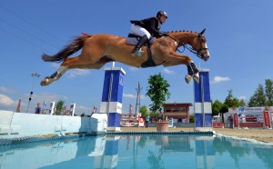 show jumping horses for sale